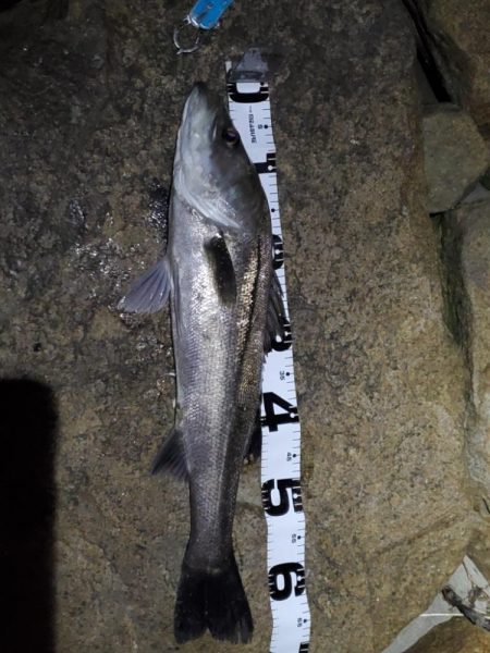 スズキは何年ぶりだろうか