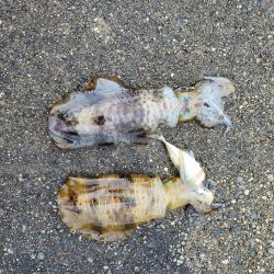 春アオリイカ狙い