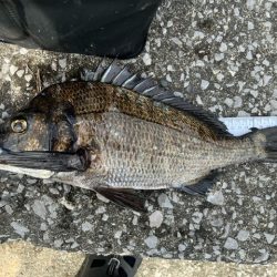 釣り餌メーカーさんのチヌ釣り大会に参加しま…