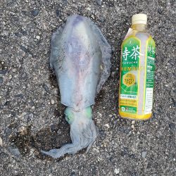 春アオリイカ狙い