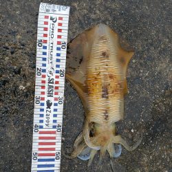 春アオリイカ狙い