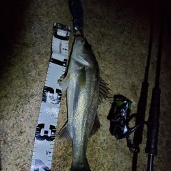 バチ抜けシーバス