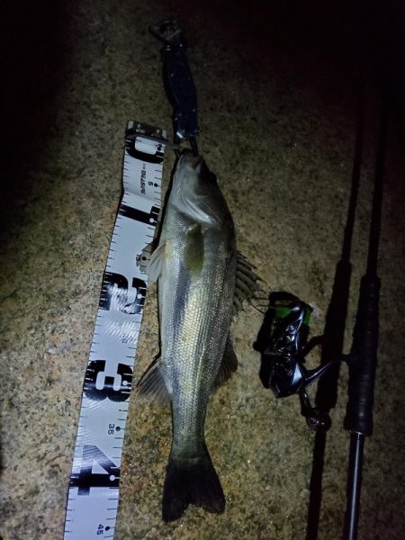 バチ抜けシーバス