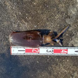 春アオリイカ狙い