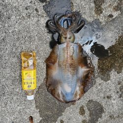 春アオリイカ狙い