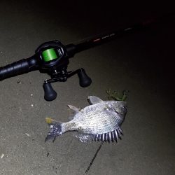 ミニマム更新 小チヌとトドに遊ばれる