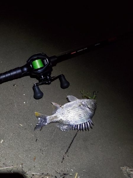 ミニマム更新　小チヌとトドに遊ばれる