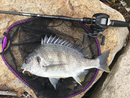 湾奥マルチヒット