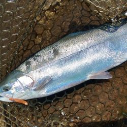 ボトムが好調 ～平谷湖フィッシングスポット…