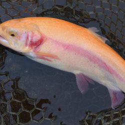 一日中釣れ続いた平谷湖フィッシングスポット…