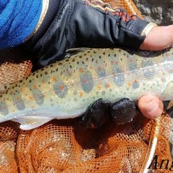 引原川本流、幅広アマゴの季節!