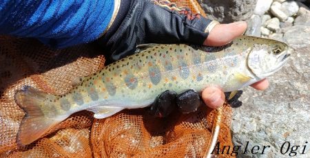 引原川本流、幅広アマゴの季節！