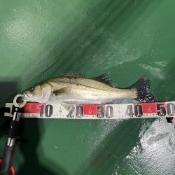 明暗のシーバス釣り