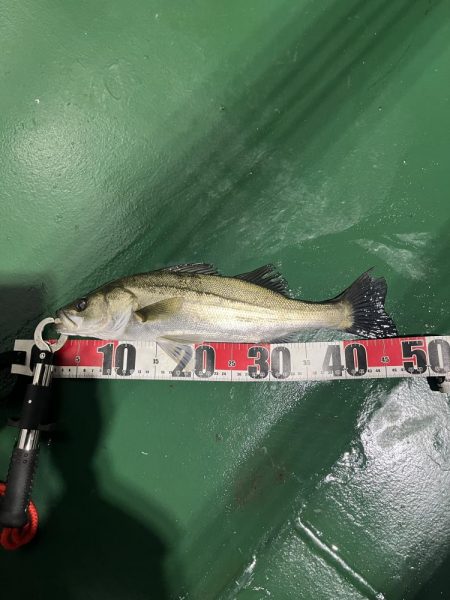 明暗のシーバス釣り