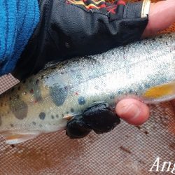 雨後はやっぱり高活性!良型入れ食い!