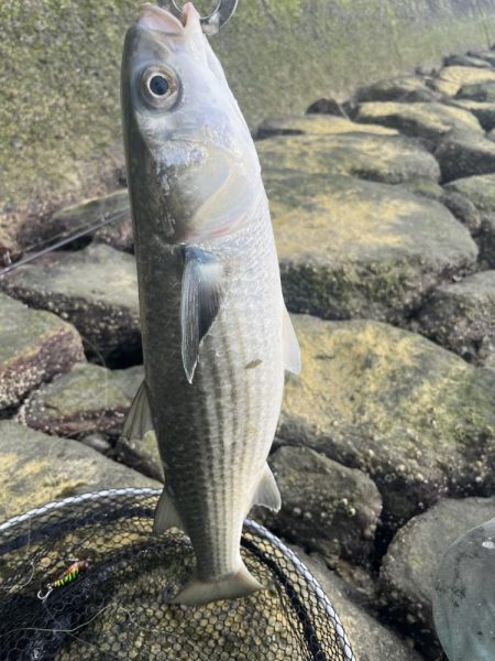 ナレージジャークでまさかのあの魚