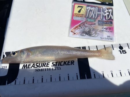 シロギスタの続、渋釣行