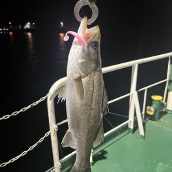 大分大在でシーバス狙い