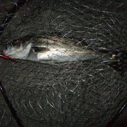 何とかボウズ逃れ