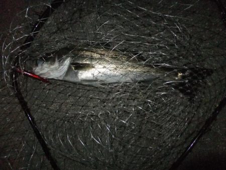 何とかボウズ逃れ