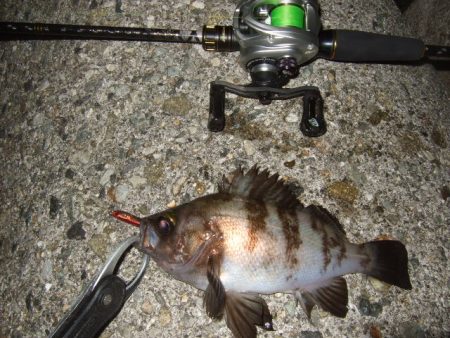 波風治まるまではやや渋め