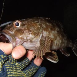 シーズン初アコウ