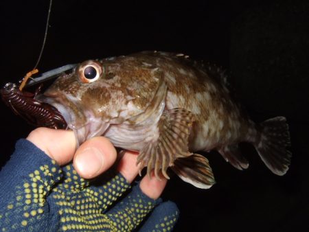 シーズン初アコウ