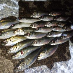 やっぱり今夜もアジング