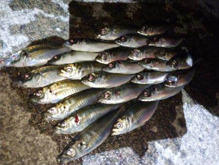 やっぱり今夜もアジング