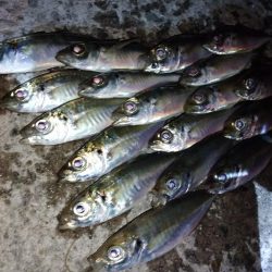 5月なのに極寒アジング