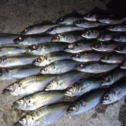 今夜は巻き巻き