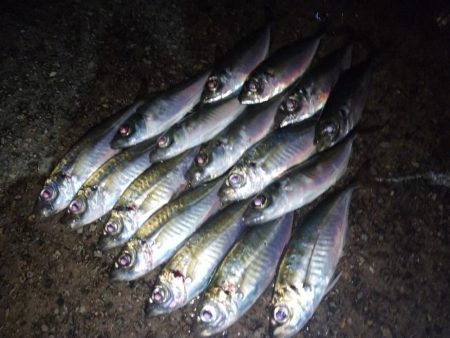 雨でもアジング