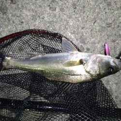 朝・夕マズメ釣行