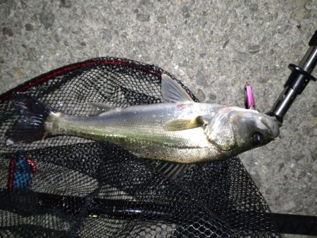 朝・夕マズメ釣行