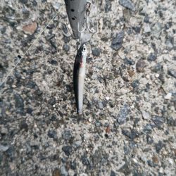 セットアッパーでメジロ2発