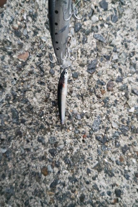 セットアッパーでメジロ2発