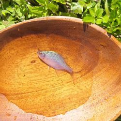 武庫川水系でタナゴ釣り