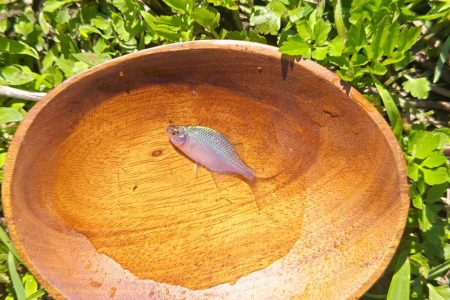 武庫川水系でタナゴ釣り