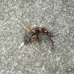 ムラチェで春イカ