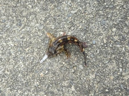 ムラチェで春イカ