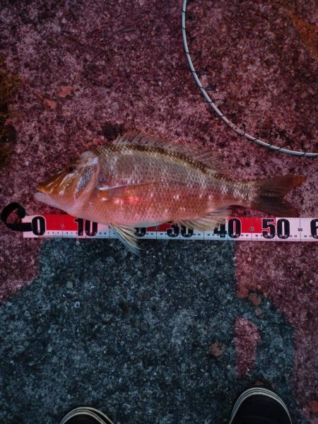 一晩ぶっこみ釣り