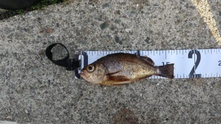 中アジ来たかなっと思ったらメバルでした～!…