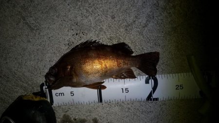 風が強い予報でしたがその2