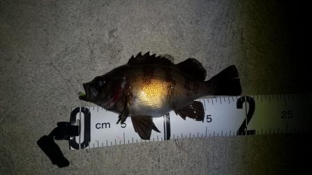 風が強い予報でしたが何とか釣りになりました…