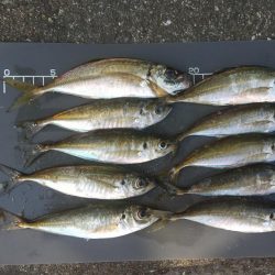 サイズアップを狙って！