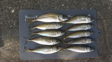 サイズアップを狙って！