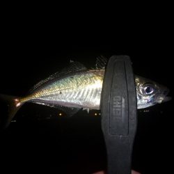 ノー残業デーだったので！