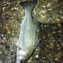 メバルの気配無し