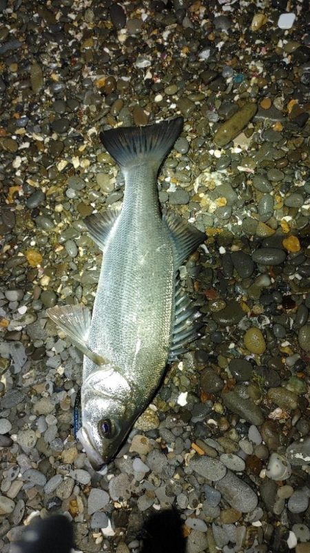 メバルの気配無し