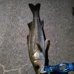 連続で釣れたのはうれしかった!
